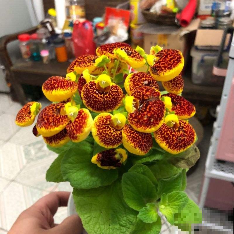 这花一开众人惊，花型奇特寓意好，荷包满满发大财！