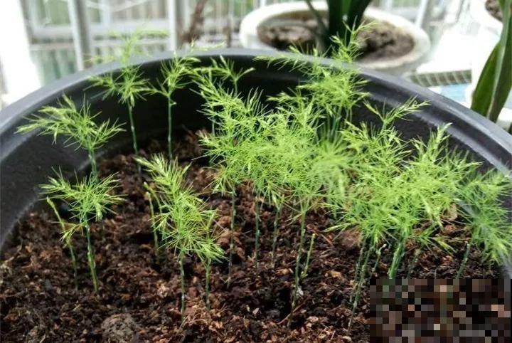 养这花真赚钱，一年能生3麻袋，邻居朋友抢着要！