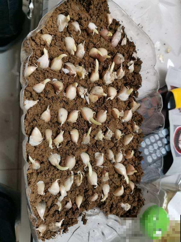 废油桶如何养花？张大妈只教一遍，我就学会了，太实用了