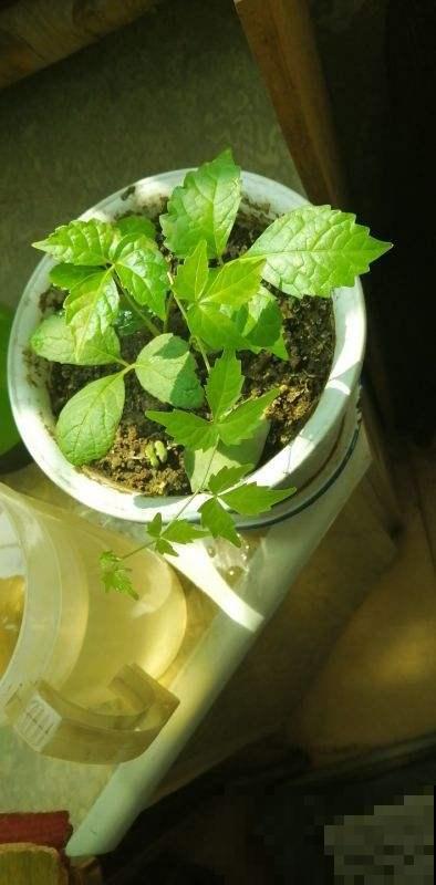 后院长满一墙野草，没想到一鉴定是绞股蓝，这下发财了！