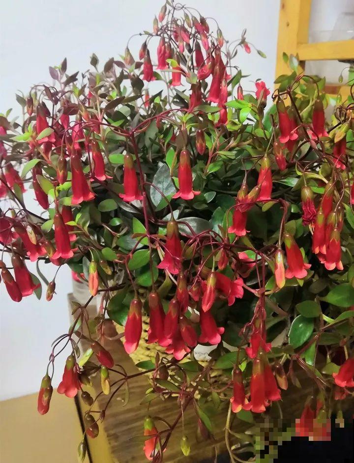 20种花再冷也不怕，过年正好开花，现在养还来得及！