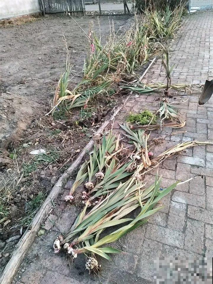 养这花真赚钱，一年能生3麻袋，邻居朋友抢着要！