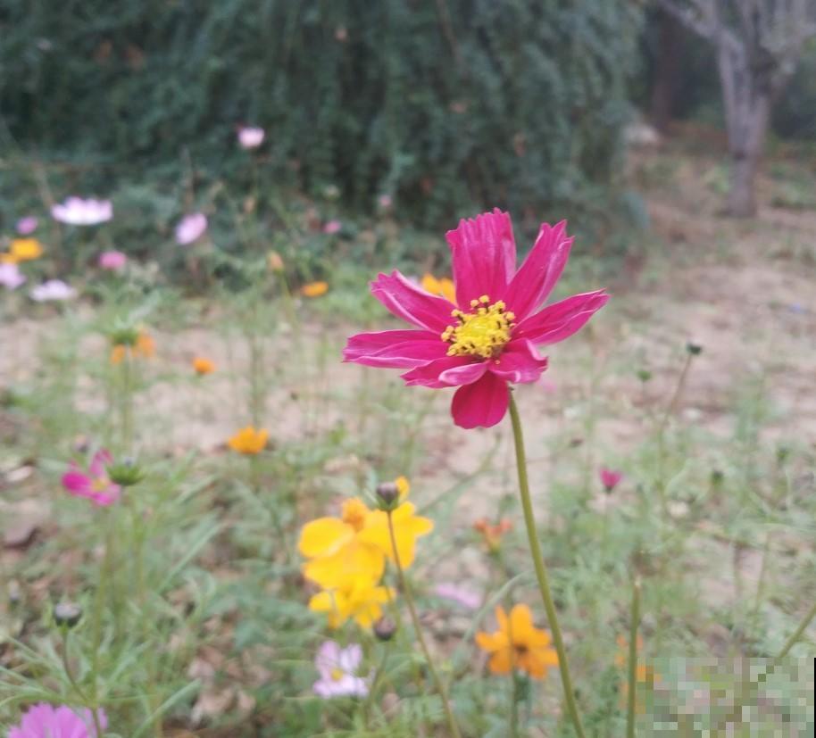 5种菊花养在家里，开花漂亮，爆盆后还能当切花！
