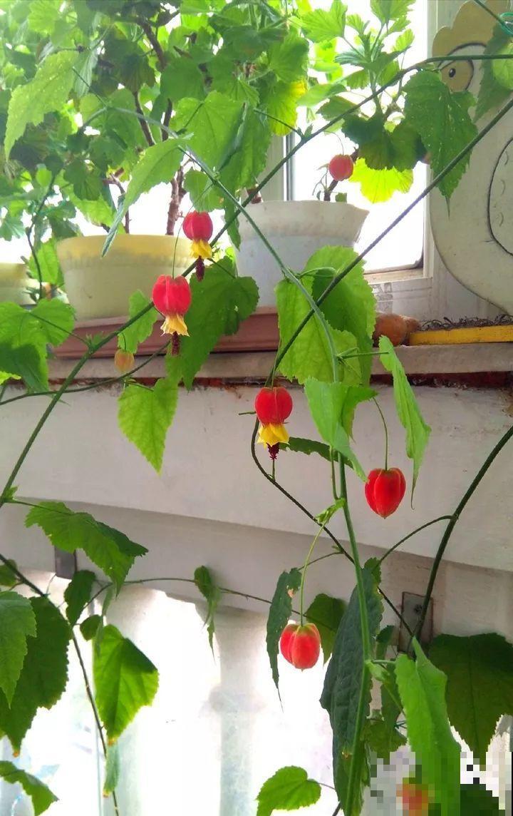 窗户边养盆它，耐阴还开花，养成花帘子太美！