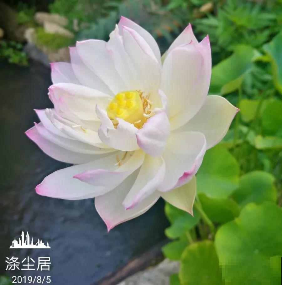 爱养花的人，就想有个小院子，喝茶赏花，过平静的日子！