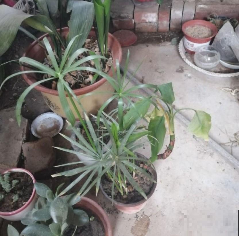 室内稀有的观叶植物，选这3种，别人家绝对没有！