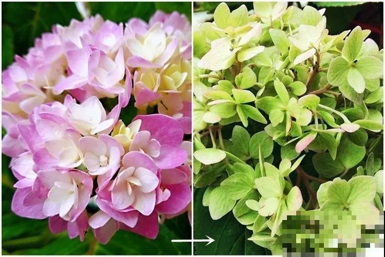 月季花上长多肉？头一回见，邻居天天跑来看！