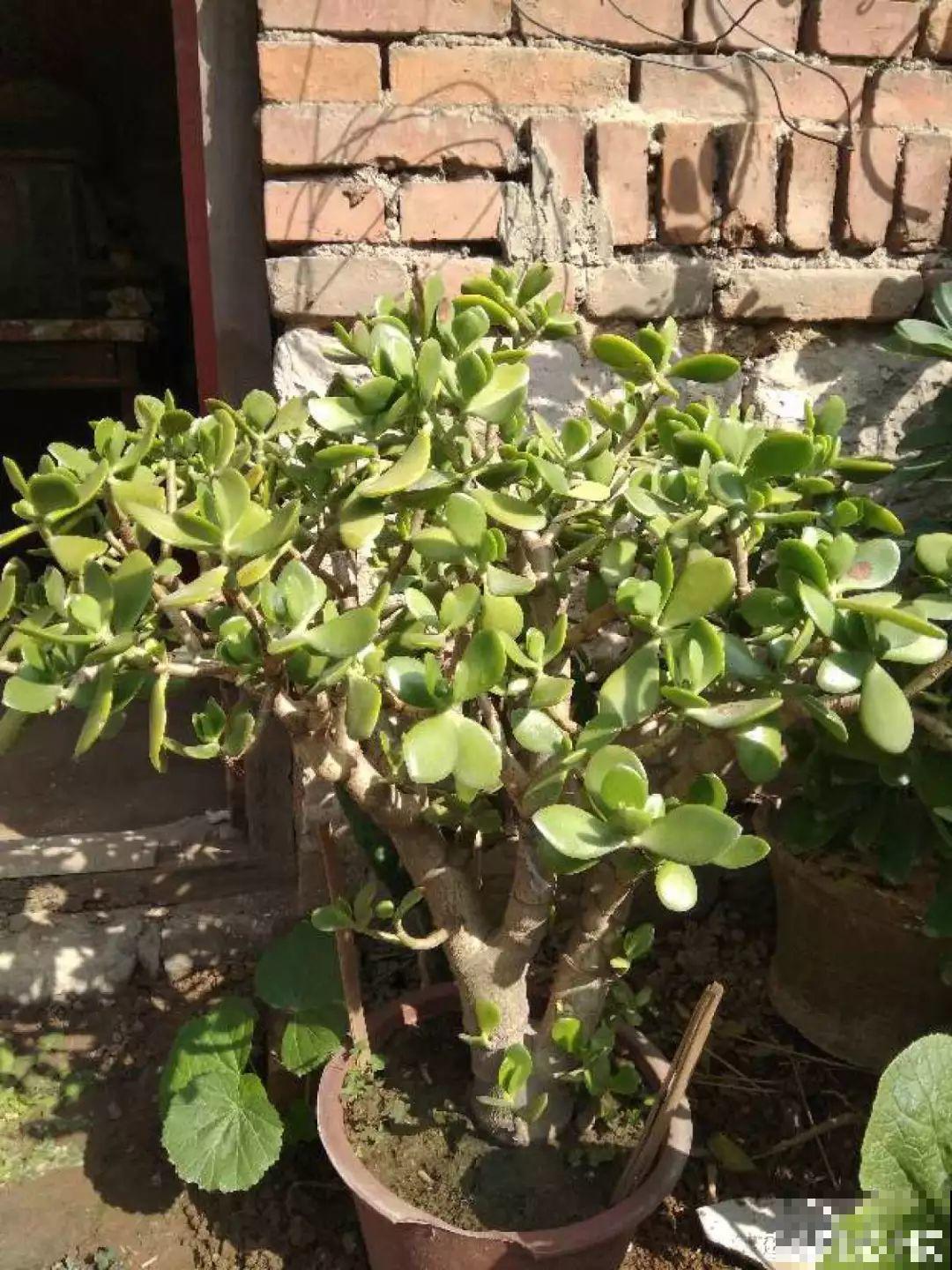 养了20年的玉树，杆子比大腿还粗，满树白花跟下雪了一样！