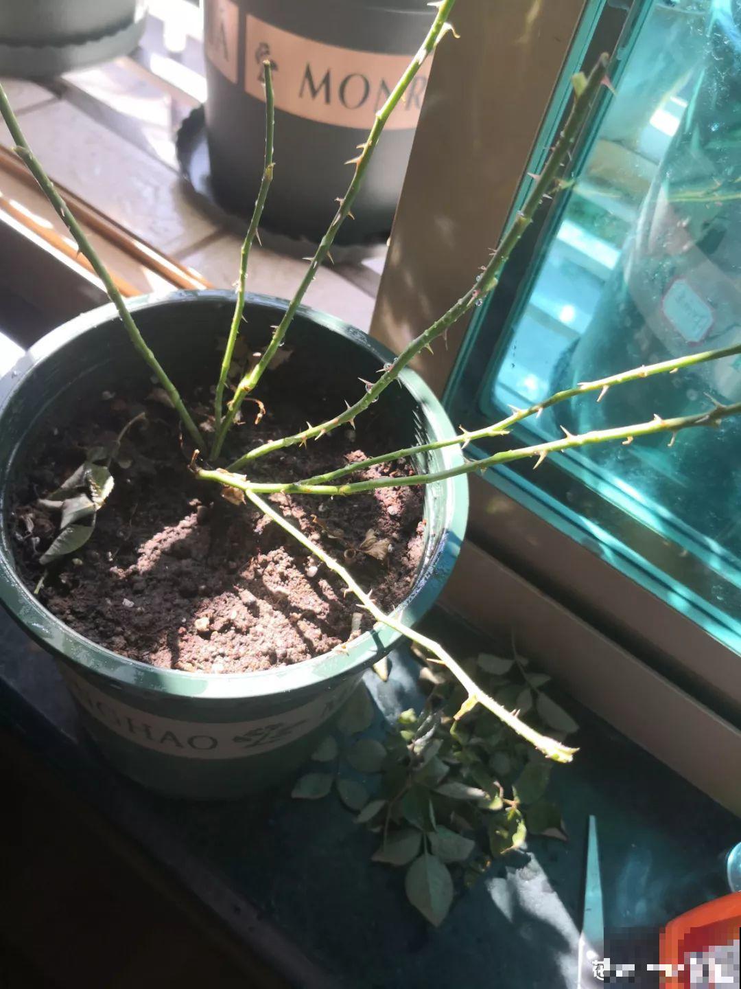 天冷把花搬进屋，修剪杀虫一个也不能少，不然叶子掉没成光杆！