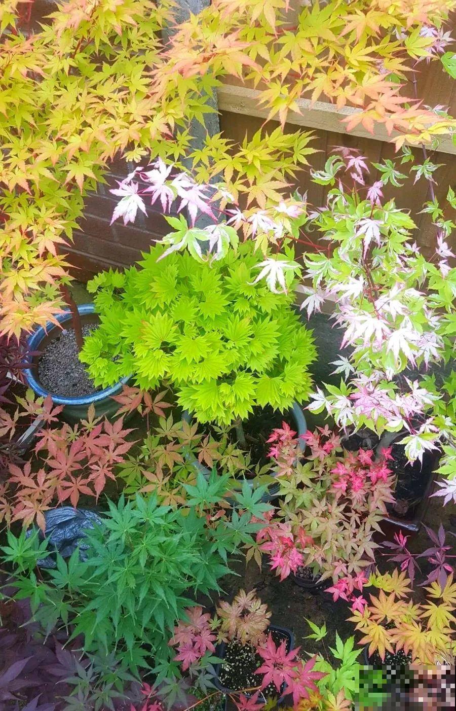 这6种花养好了，家里秒变花海，天天待着都不想出门！