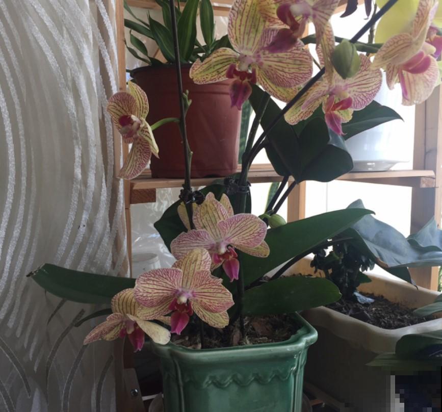 这花开花像小蝴蝶，简单好养，一样就开花！