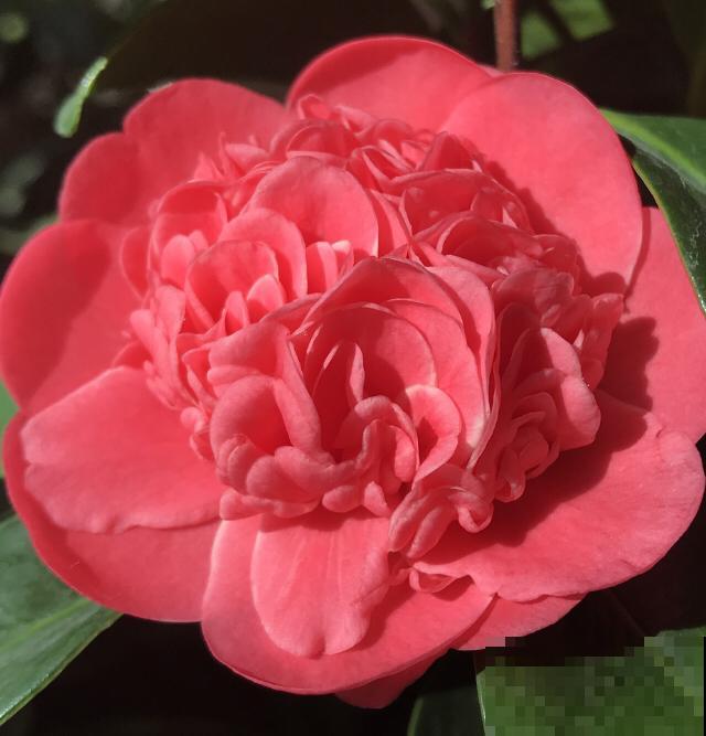 秋冬养这花，就得冻一冻，花开得的更旺盛