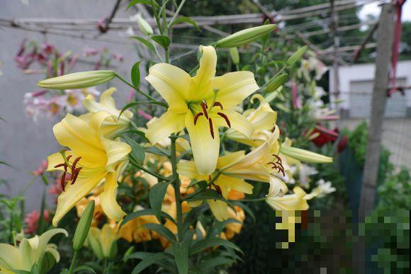 姐姐家的百合花，个个都是新品种，年年开花满院香！