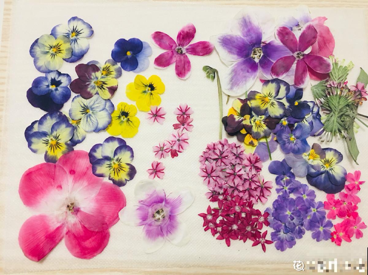 花瓣叶子摘下来，烘干后压一压，就能变成画！