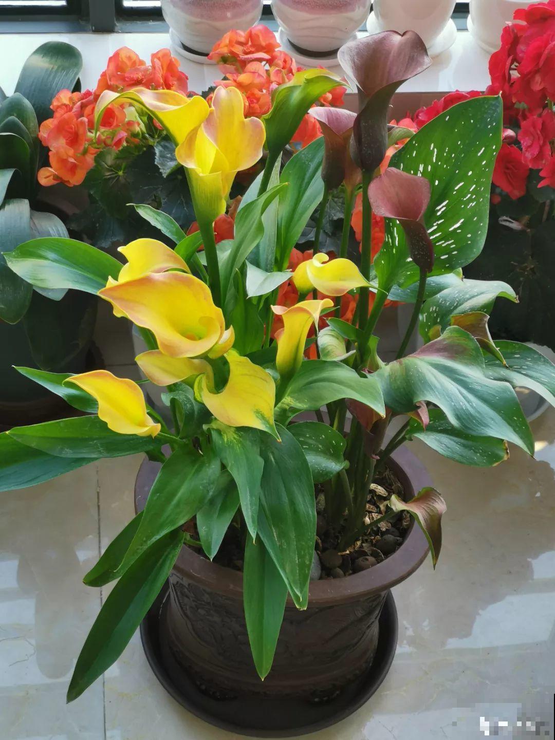 12种生肖花，快看看哪种属于你！