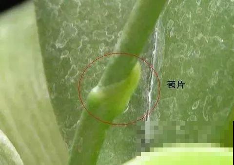 这6种花开败了？抓紧剪两刀，还能再开两三茬！