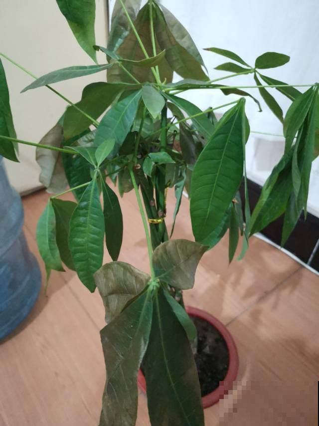 最有“财”的三种花，超适合年底养，明年财源滚滚来！