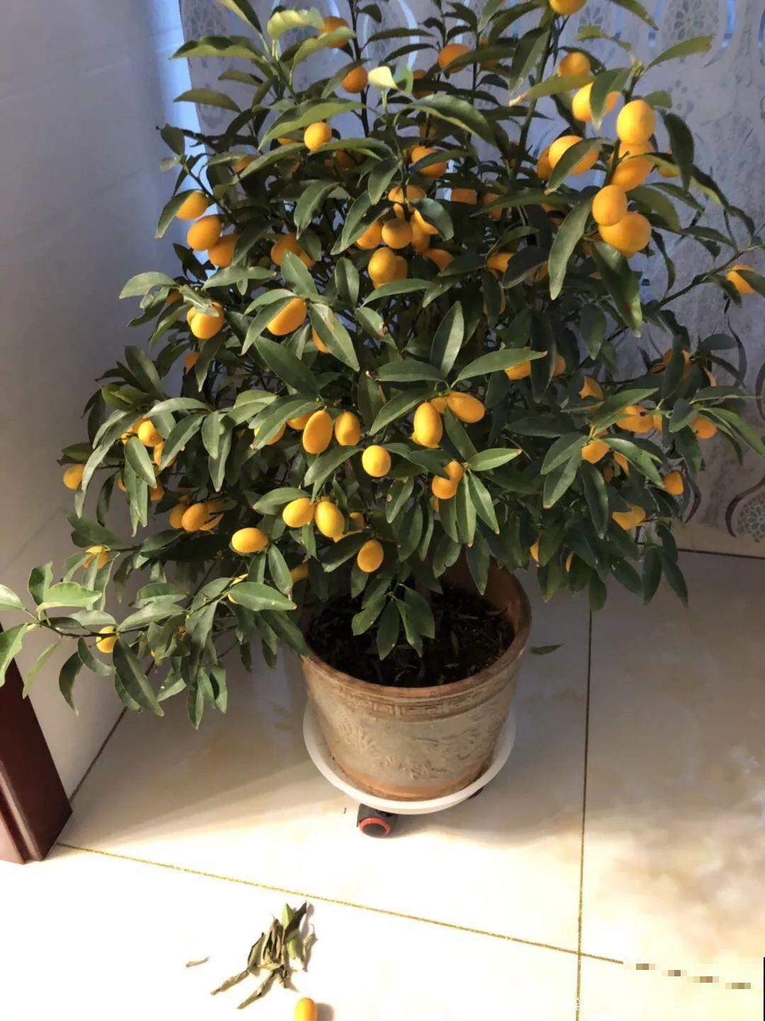 家里养棵守家树，养得越久越吉祥，摘下来还能做成好吃的！