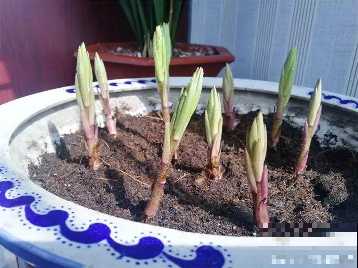 养这花真赚钱，一年能生3麻袋，邻居朋友抢着要！
