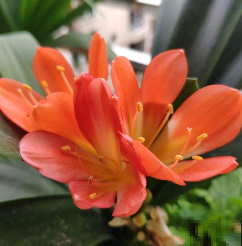 这两种花就爱夹箭，教你一招，治的它乖乖自己长出来！