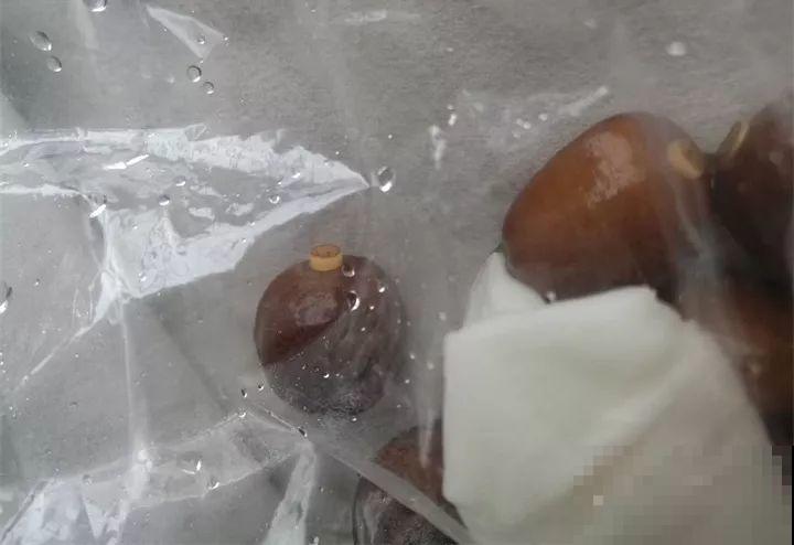 5块钱的水果埋土里，半年养成守家树，邻居都想花钱买！