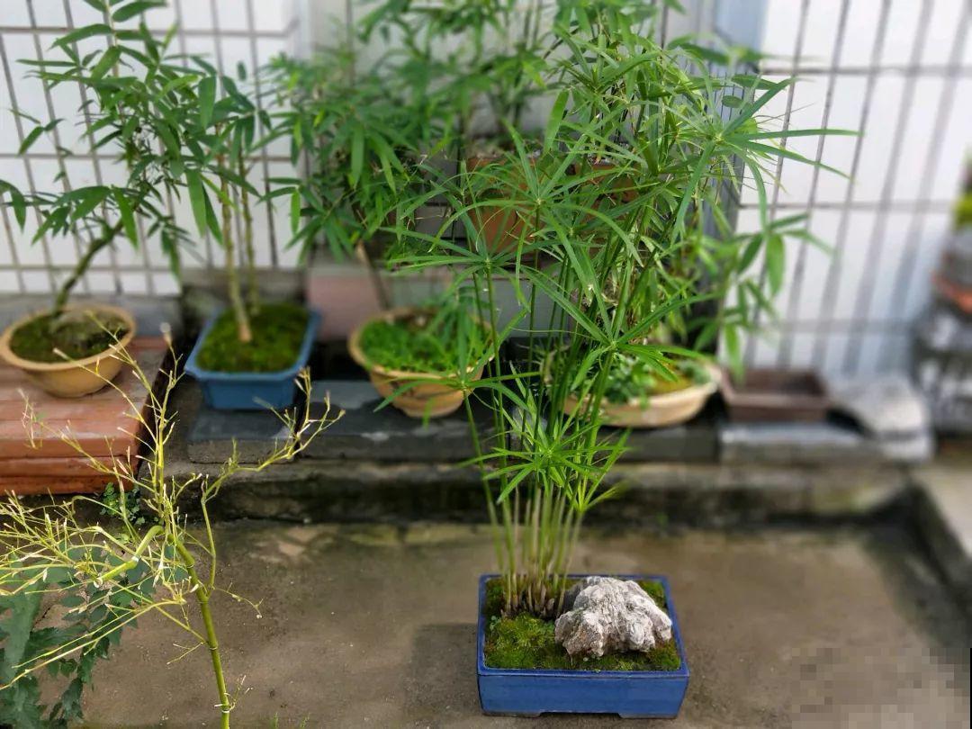 想养好花，就得付出劳动，从开花到结果，无一不是美的！