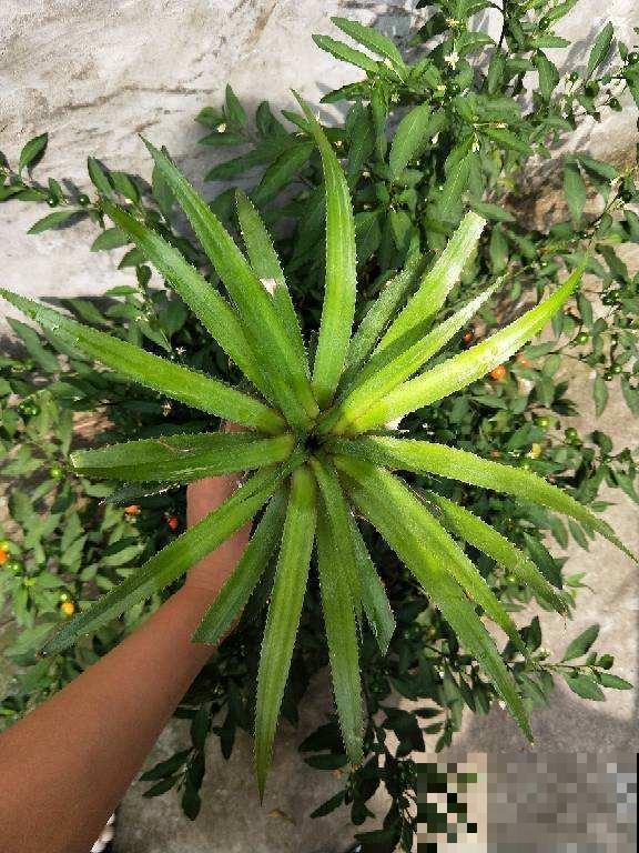 吃剩的水果种子别扔，水里泡一泡，7天长出小森林