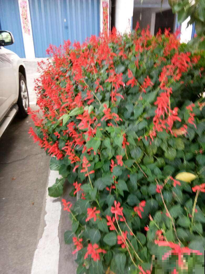 家里种盆一串红，能赏还能吃花蜜，红红火火超吉祥！