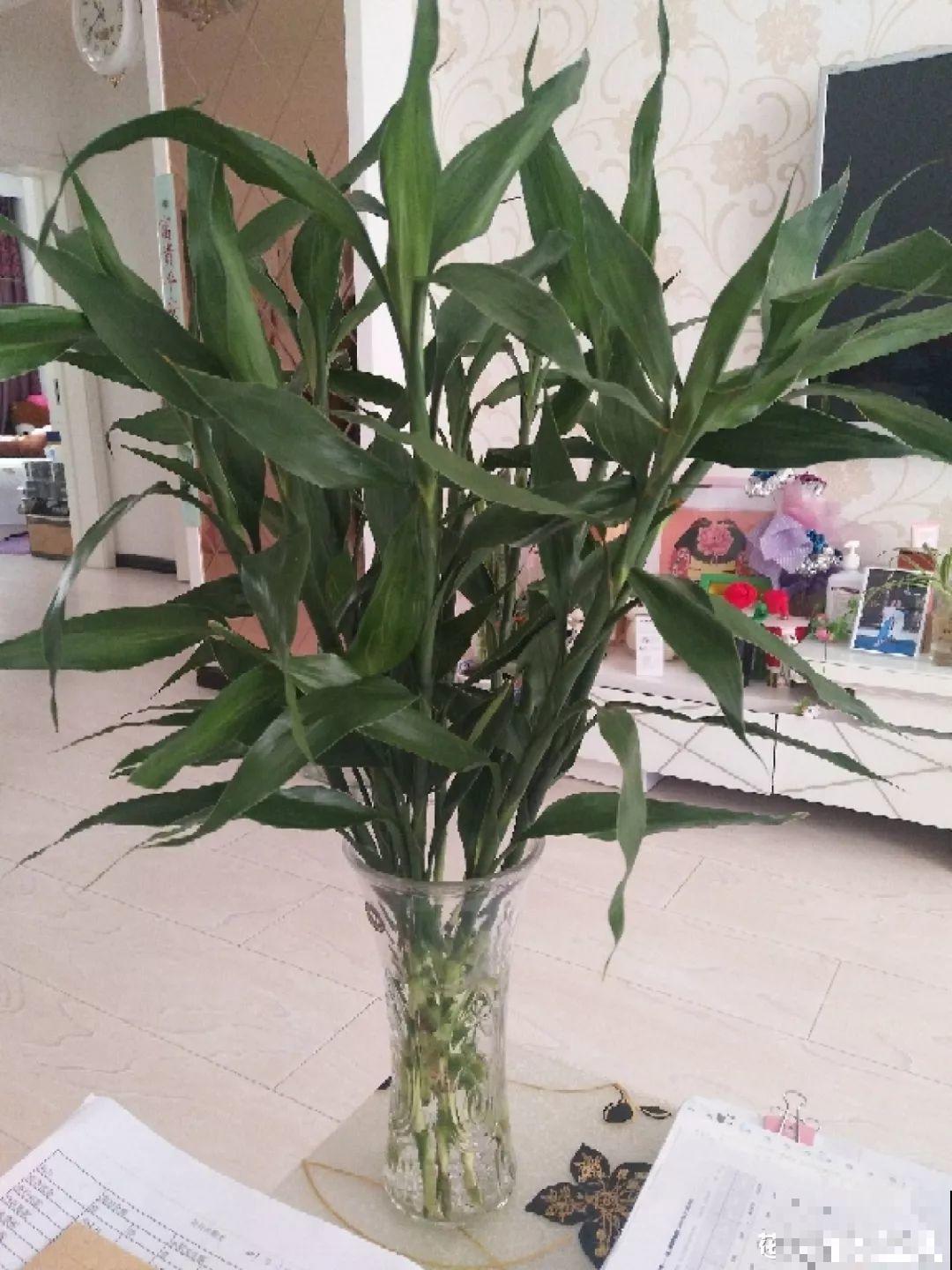 这花10块钱买一把，拿回家2天死翘翘了，真愁人！