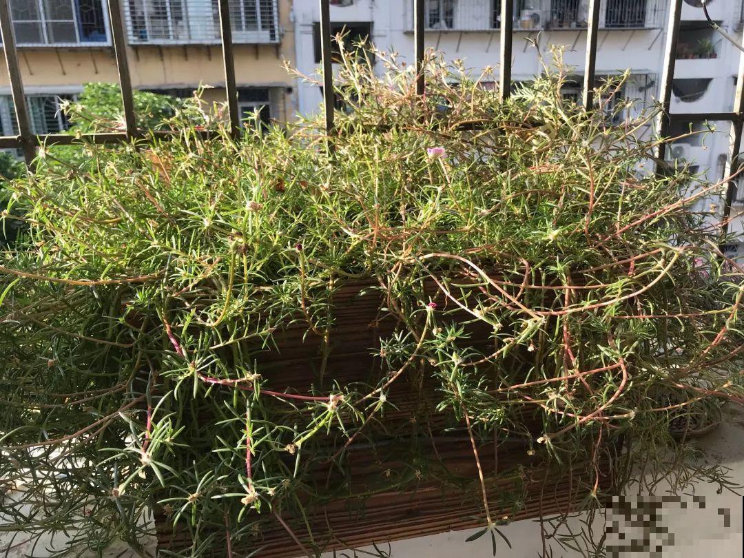 10种花，现在就得赶紧剪，不然熬不过冬天！