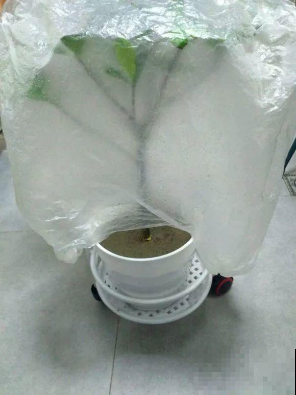 12月逛花市，千万别买这花，养不活还浪费钱！