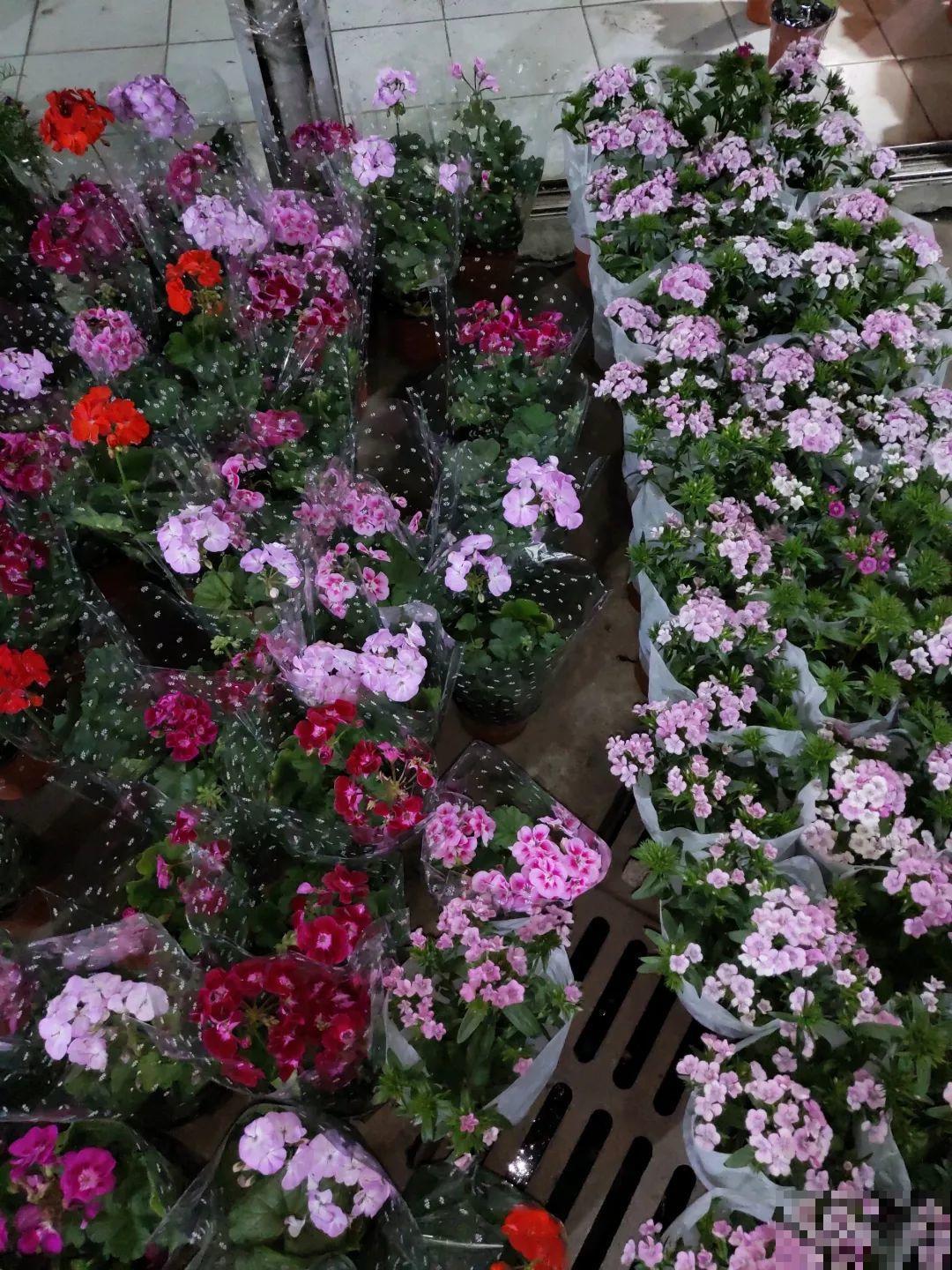 12月逛花市，这花好看又好养，遇到赶紧抱回家！