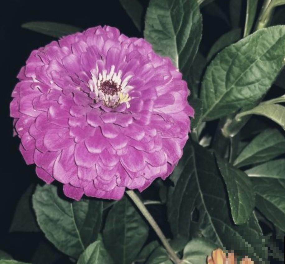 5种菊花养在家里，开花漂亮，爆盆后还能当切花！