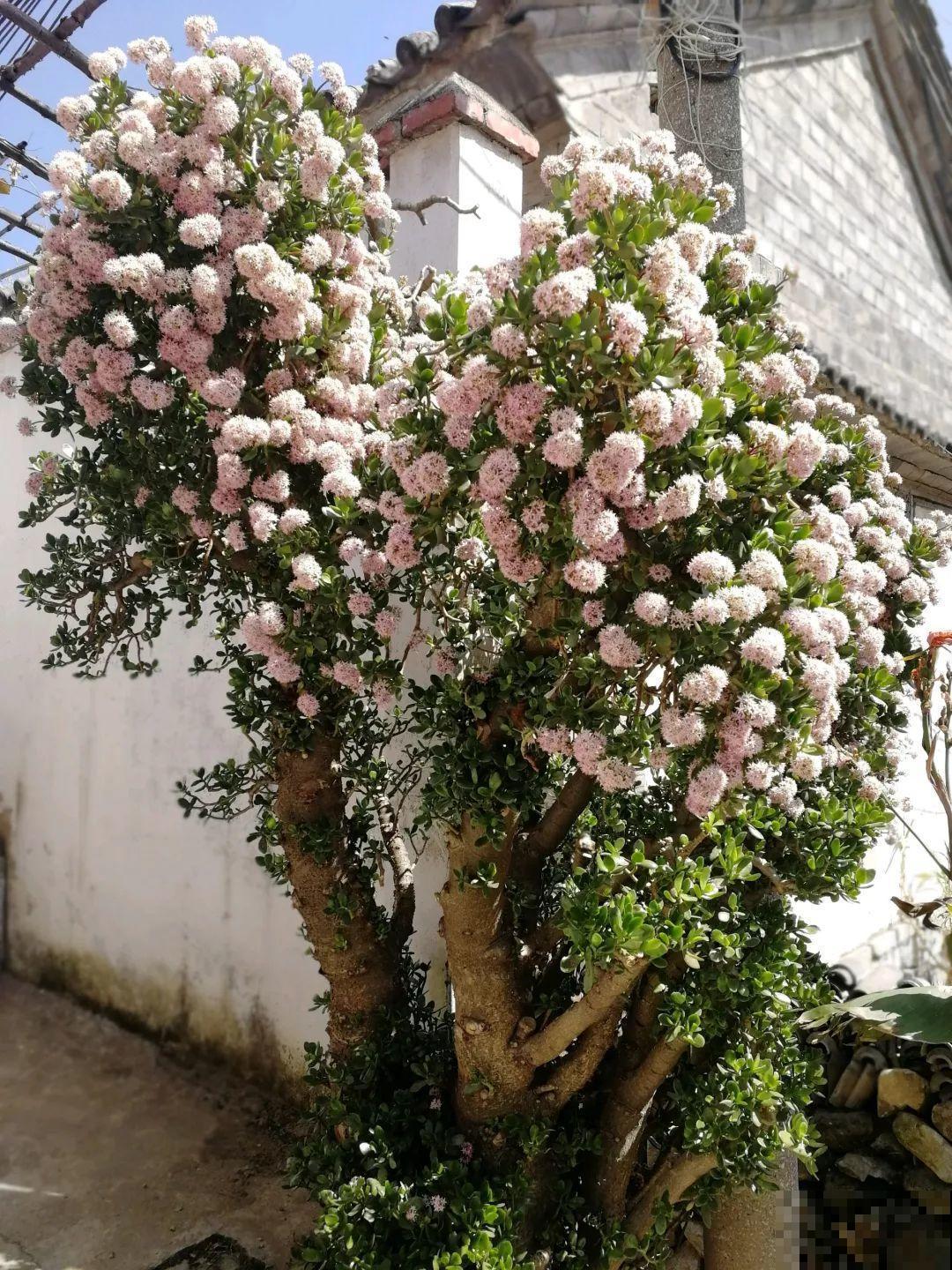 养了20年的玉树，杆子比大腿还粗，满树白花跟下雪了一样！