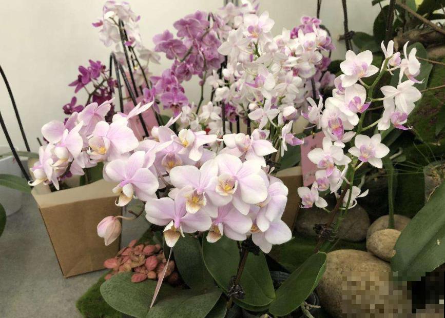 这么贵的花，老板都扔地上不要，赶紧捡回家！