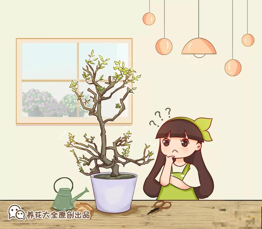 这花不能养太老，越老越不爱开花，最后变成木疙瘩！