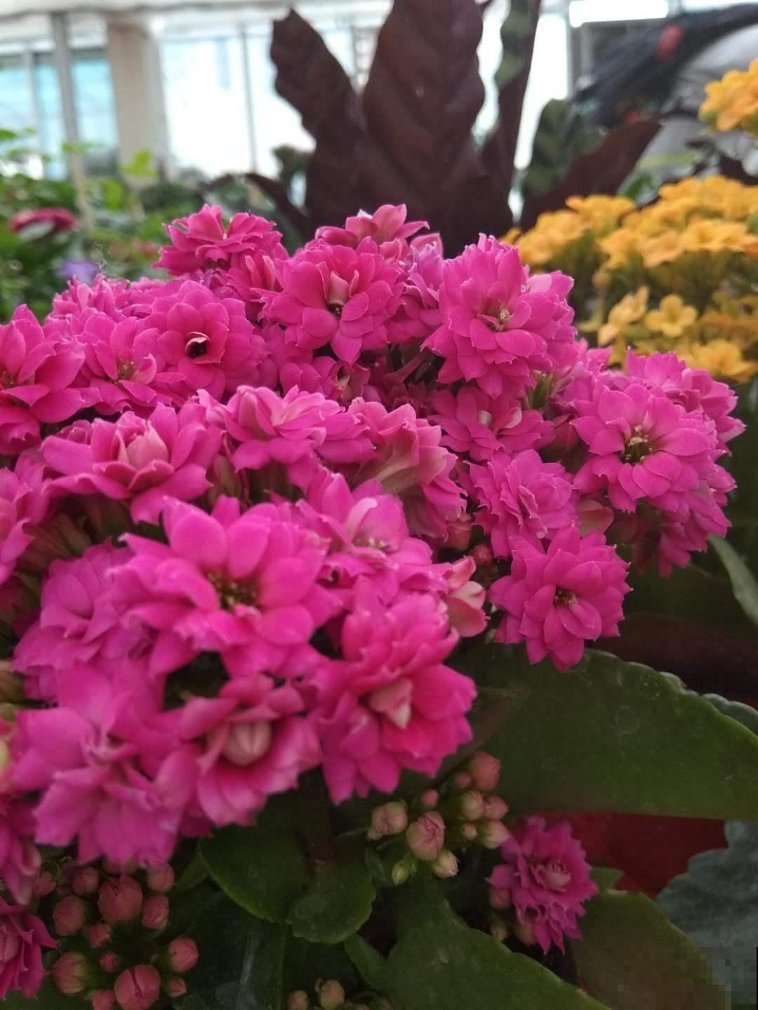 冬季的“开花机器”，注意3点，盆盆爆花