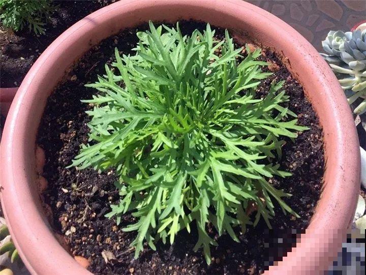 土里掺点它，3年不用换盆，花照样年年开！