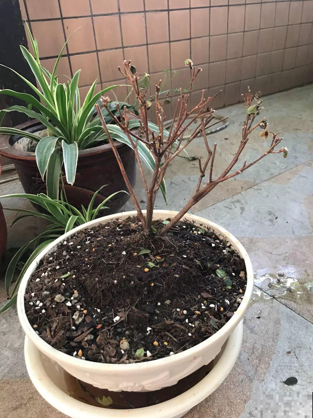 新买的花，盆上戳80个洞，越破花长得越旺！