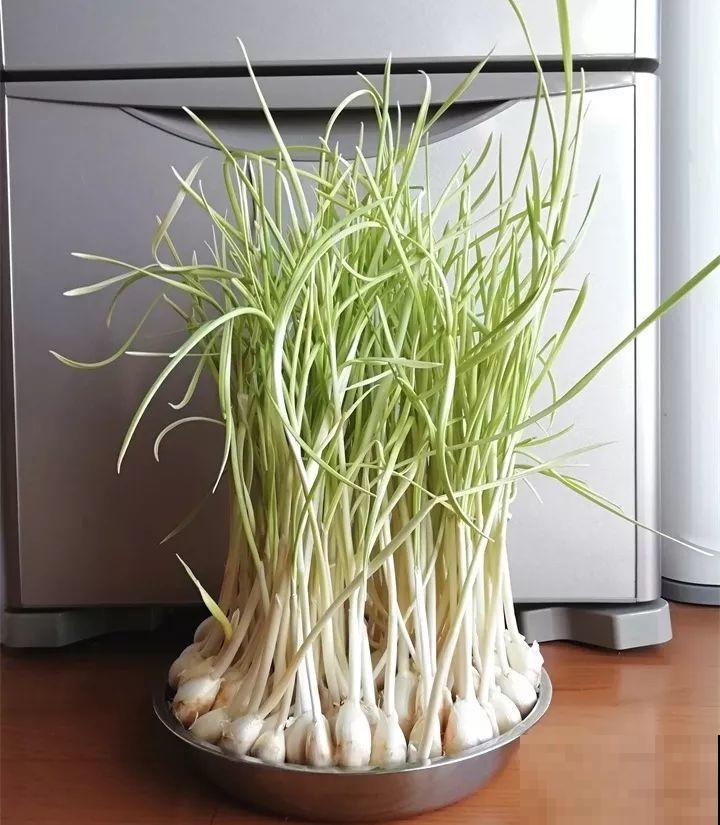 15块的黄金菜，自己在家就能种，成本只要1块钱！