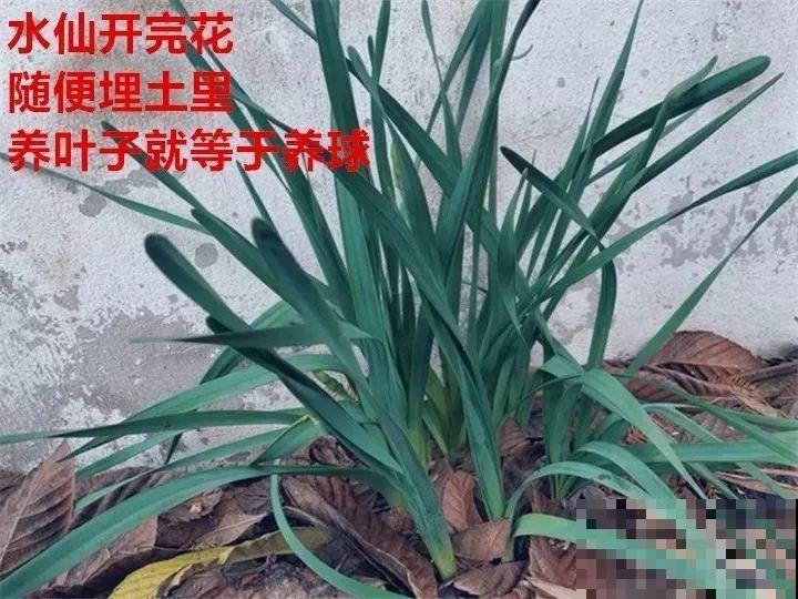 水仙盆里加点它，叶子粗壮不徒长，一个月后就能开花！