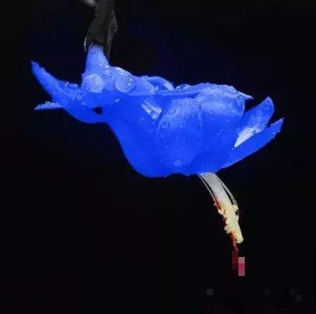 千万别买这种花，全都是假货，谁买谁吃亏！