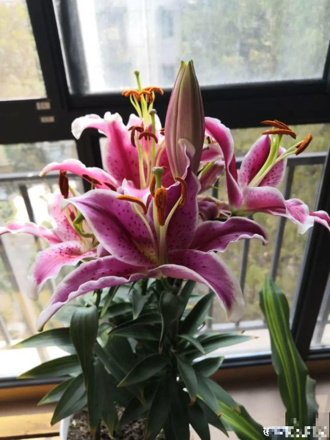 14种香水花，家里摆一盆，满屋子都是香味！