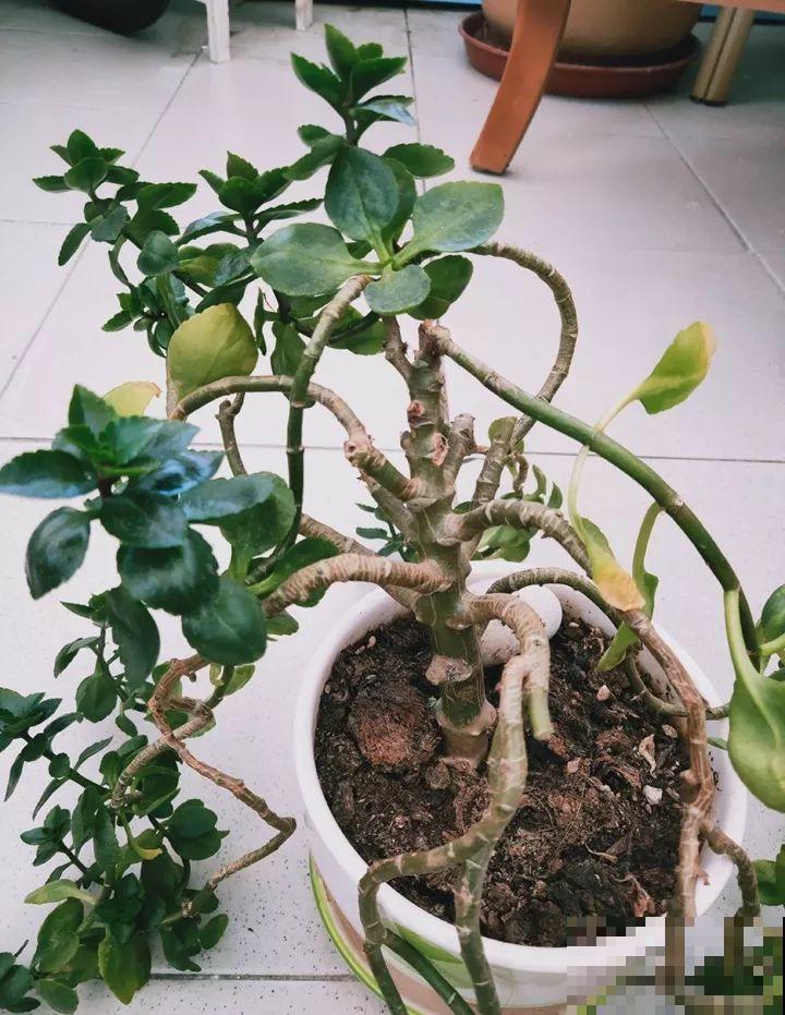 8年的长寿老桩，一把掐个精光，开花比新买的还多！