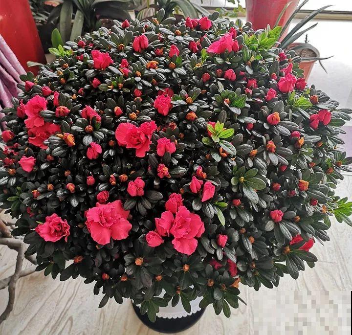都说这花难养，10年不换盆，年年开花成宝贝！