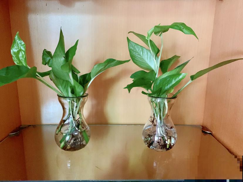 它浑身清香，还能吸油烟，养在厨房最合适