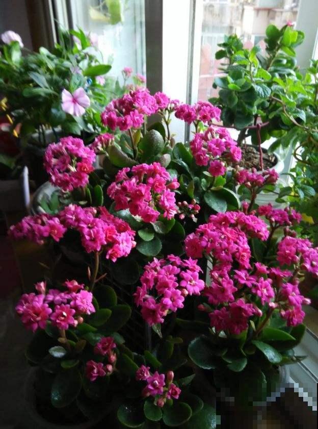 冬季的“开花机器”，注意3点，盆盆爆花