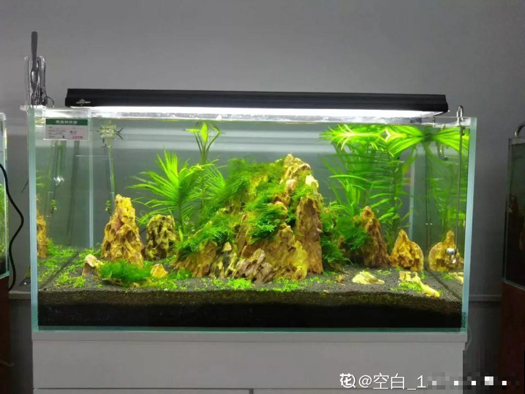养不活的花丢鱼缸里，沾水立马就疯长，大冬天呼呼长不停！