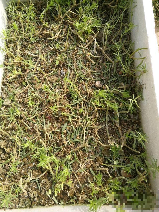 10种花，现在就得赶紧剪，不然熬不过冬天！
