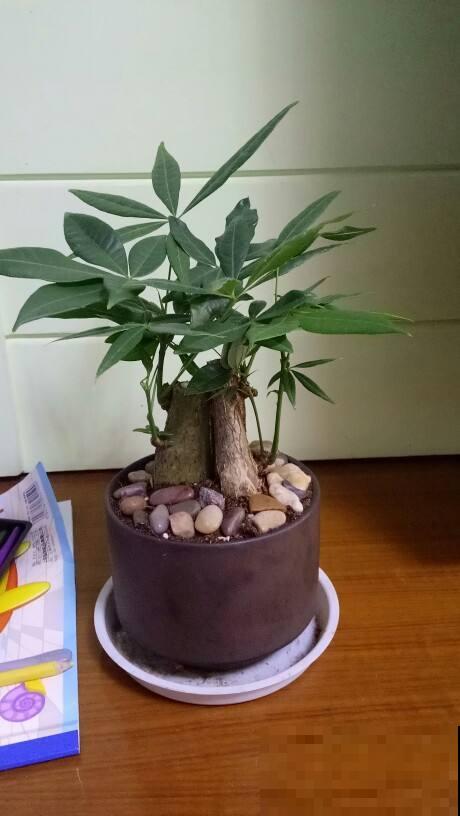 这花就得种在小盆里，盆越小越挤，花长得越旺盛
